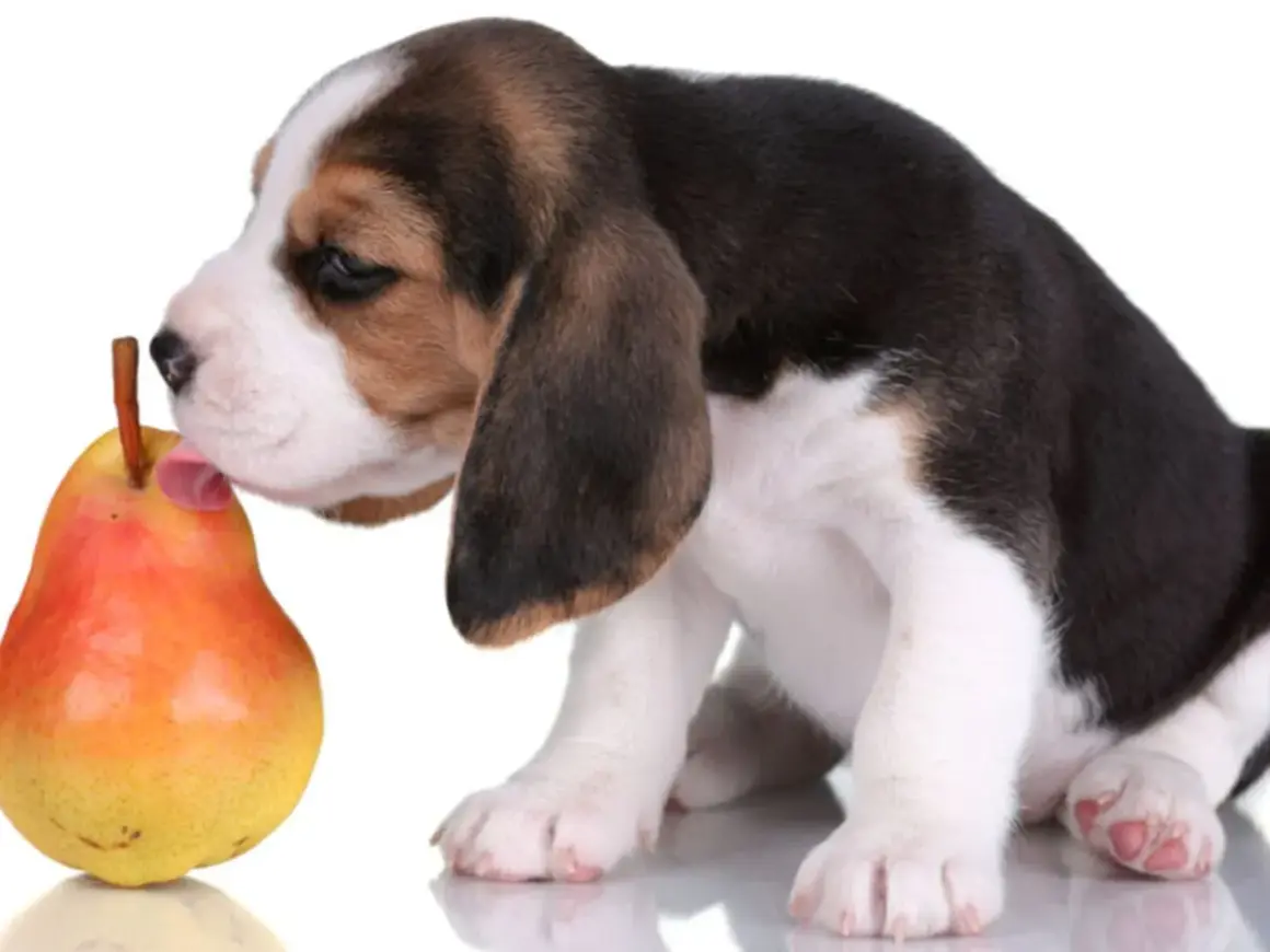 Uroczy szczeniak beagle próbuje gruszki, zastanawiając się, czy pies może jeść gruszkę.
