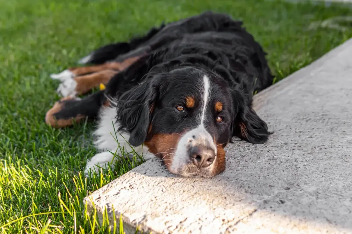 Bernese mountain dog leży na trawie, zastanawiając się, czy pies może jeść cukier.