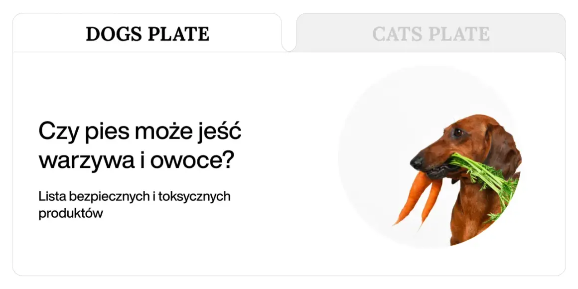 Jamnik z marchewką w pysku. Czy pies może jeść warzywa? Dowiedz się, jakie warzywa dla psa są bezpieczne.