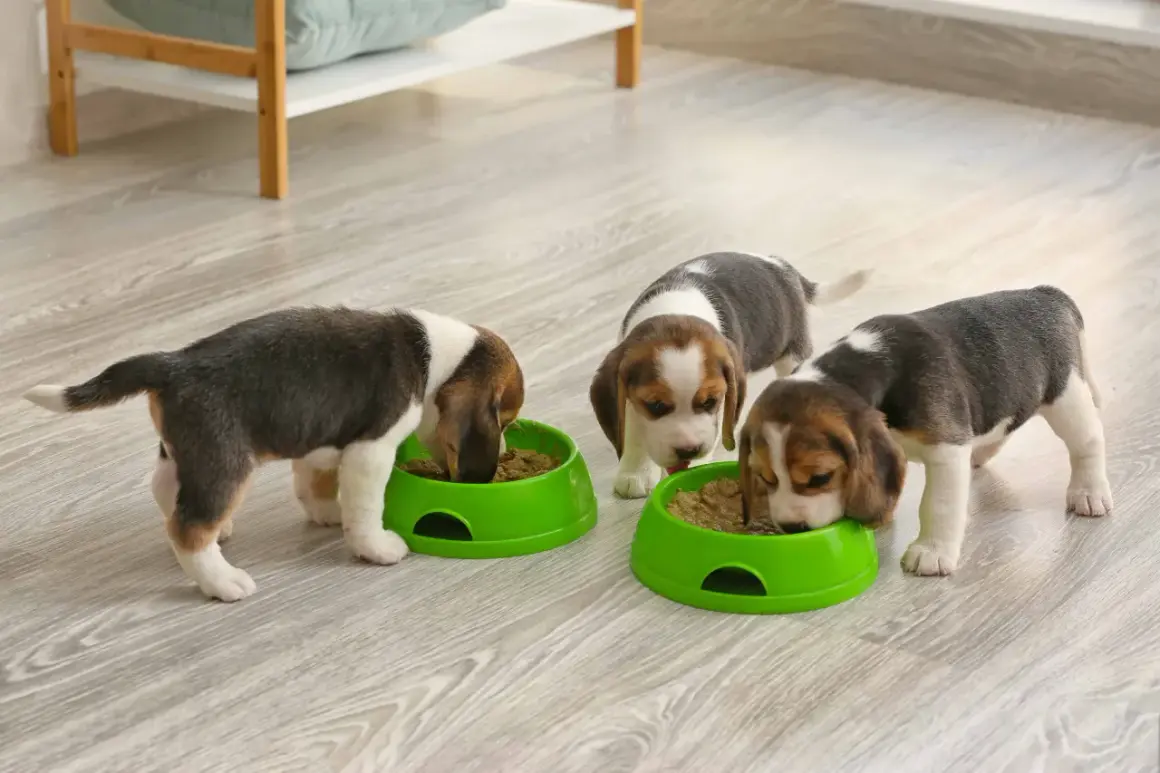 Trzy małe szczenięta beagle jedzą z zielonych misek. To może być przykład, jak karmić szczeniaki 2 dniowe, gdy są już gotowe na stały pokarm.
