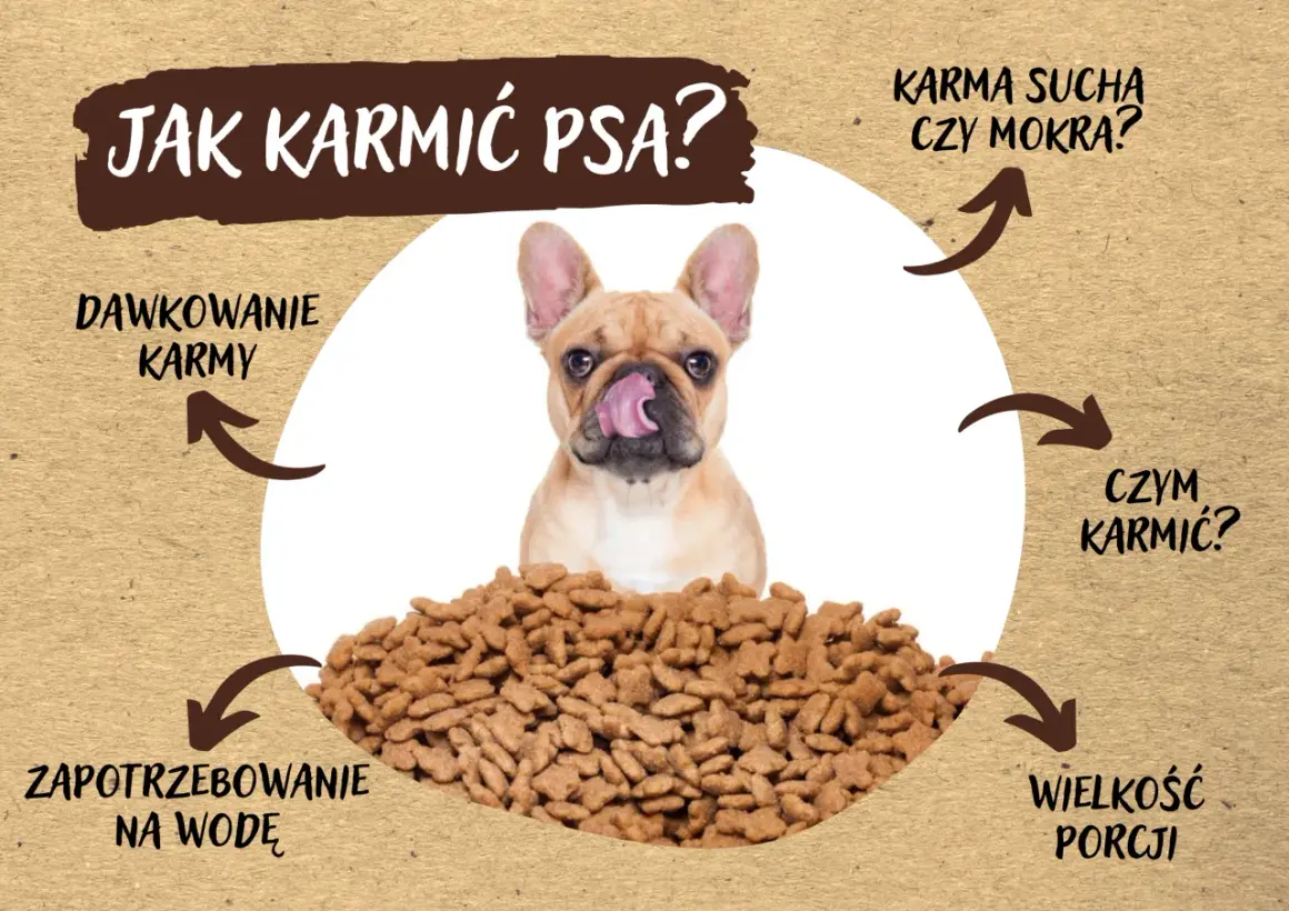 Buldog francuski z językiem na pysku nad stertą suchej karmy. Czy pies może jeść tylko suchą karmę? Obrazek omawia dawkowanie, zapotrzebowanie na wodę, wielkość porcji i czym karmić.