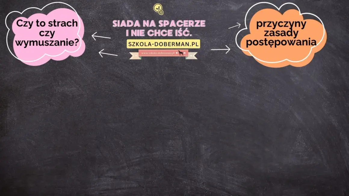 Szczeniak siada na spacerze i nie chce iść. Czy to strach, czy wymuszanie? Poznaj przyczyny i zasady postępowania.