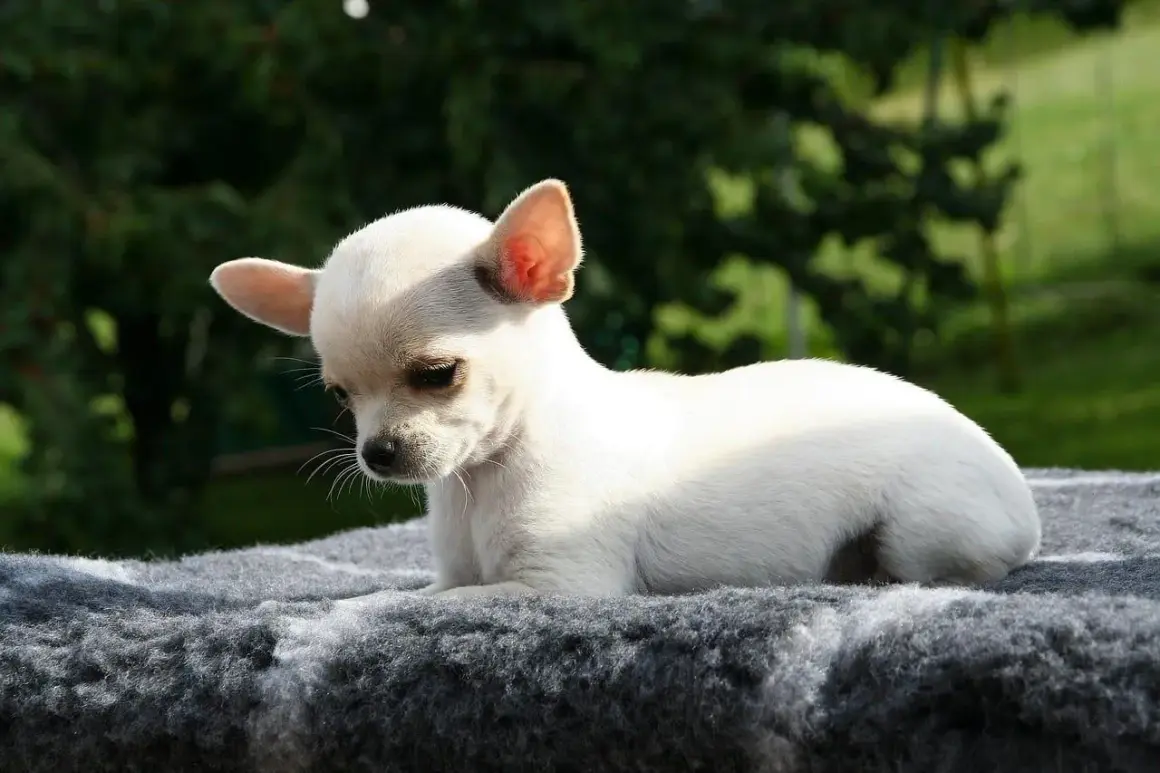 Mały, biały szczeniak chihuahua leży na szarym posłaniu. Idealne miejsce, gdzie powinien spać szczeniak, zapewniając mu komfort i bezpieczeństwo.