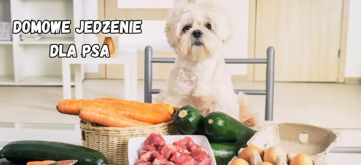Biały piesek czeka na swoją domową dietę dla psa: marchew, cukinia, mięso i jajka.