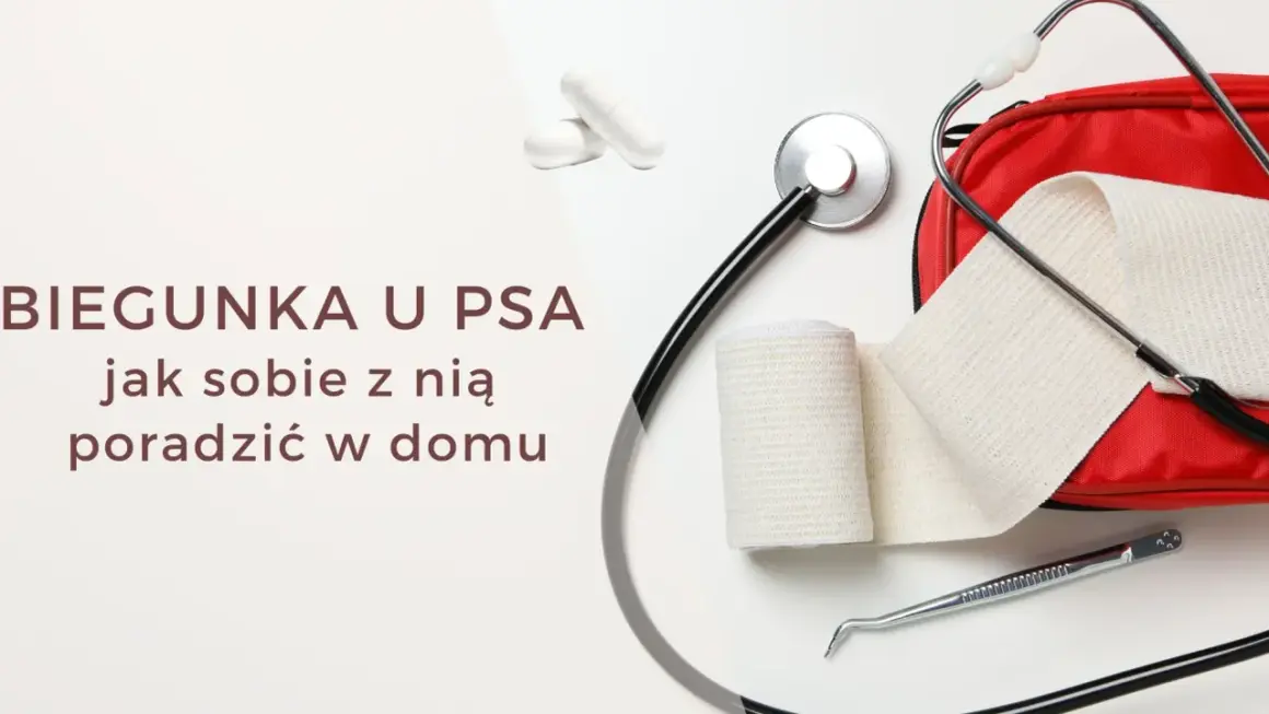 Biegunka u szczeniaka? Stetoskop, bandaże i apteczka sugerują, że szukamy pomocy.