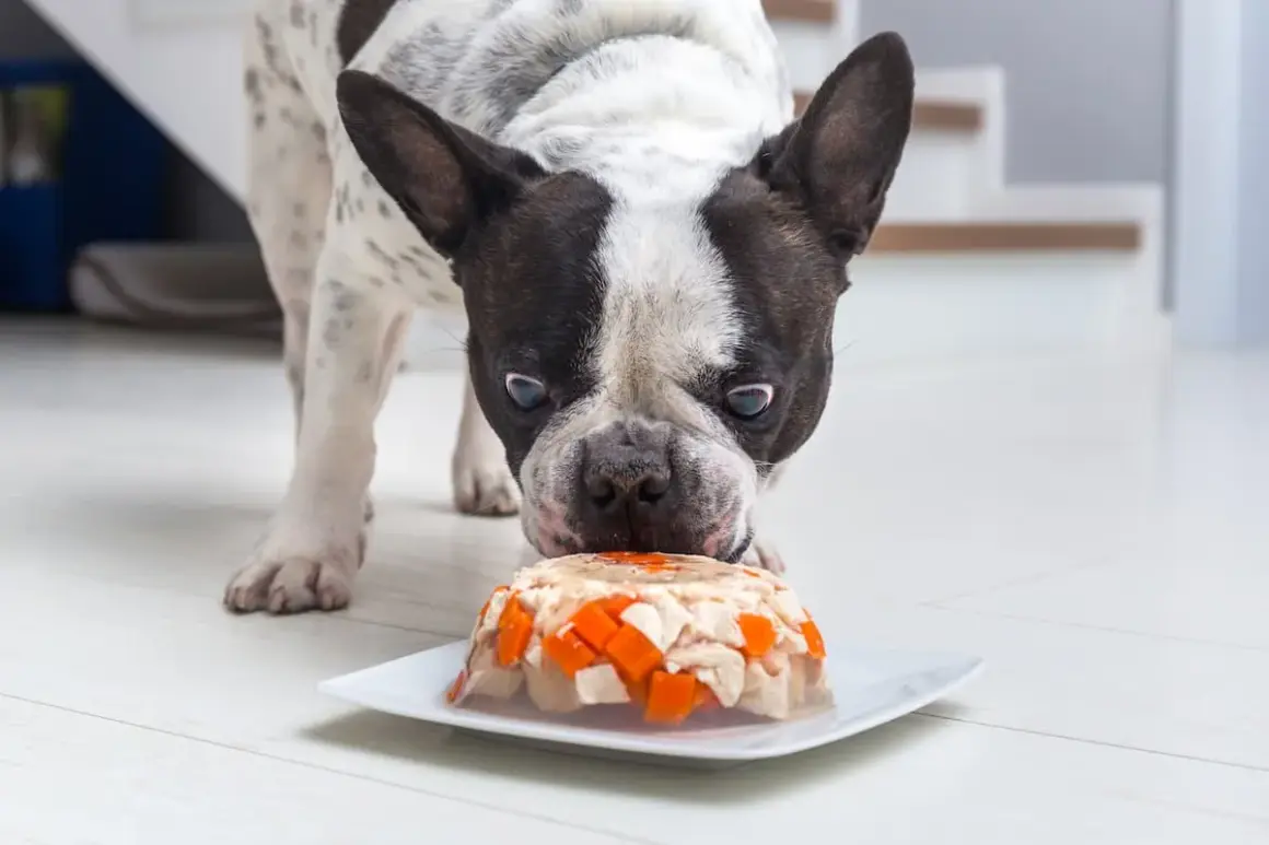 Pies rasy buldog francuski wącha tort dla psa przepis. Smakołyk z kurczakiem i marchewką na talerzyku.
