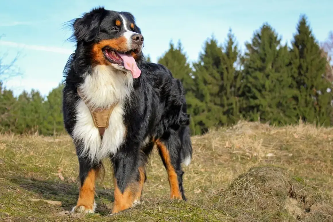 Bernese Mountain Dog w brązowej szelce, z językiem na wierzchu. Idealny pies na spacery, może Borys?