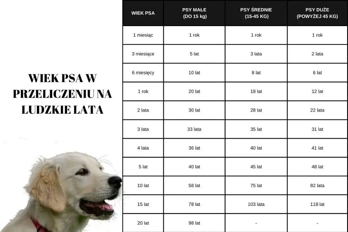 Psie lata na ludzkie - tabela wieku psa według wielkości