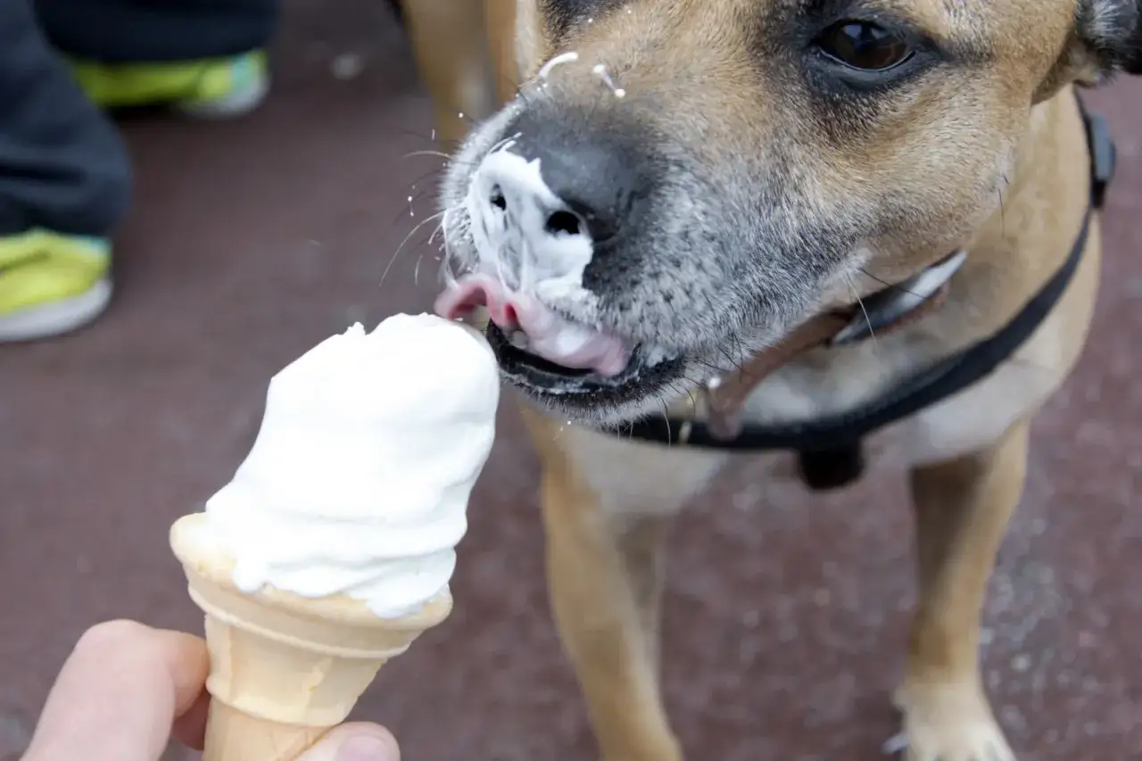 Pies zlizuje lody z wafelka. Gdzie kupić takie lody dla psa?