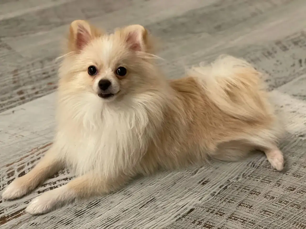 Urocza suczka pomeranian leży na drewnianej podłodze. Szukasz imiona dla suczek?