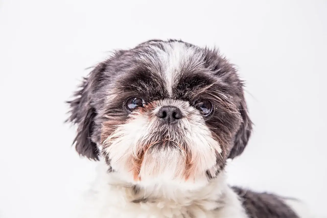 Uroczy piesek Shih Tzu z puszystą sierścią, która wygląda, jakby właśnie przechodził okres, kiedy szczeniak zmienia sierść.