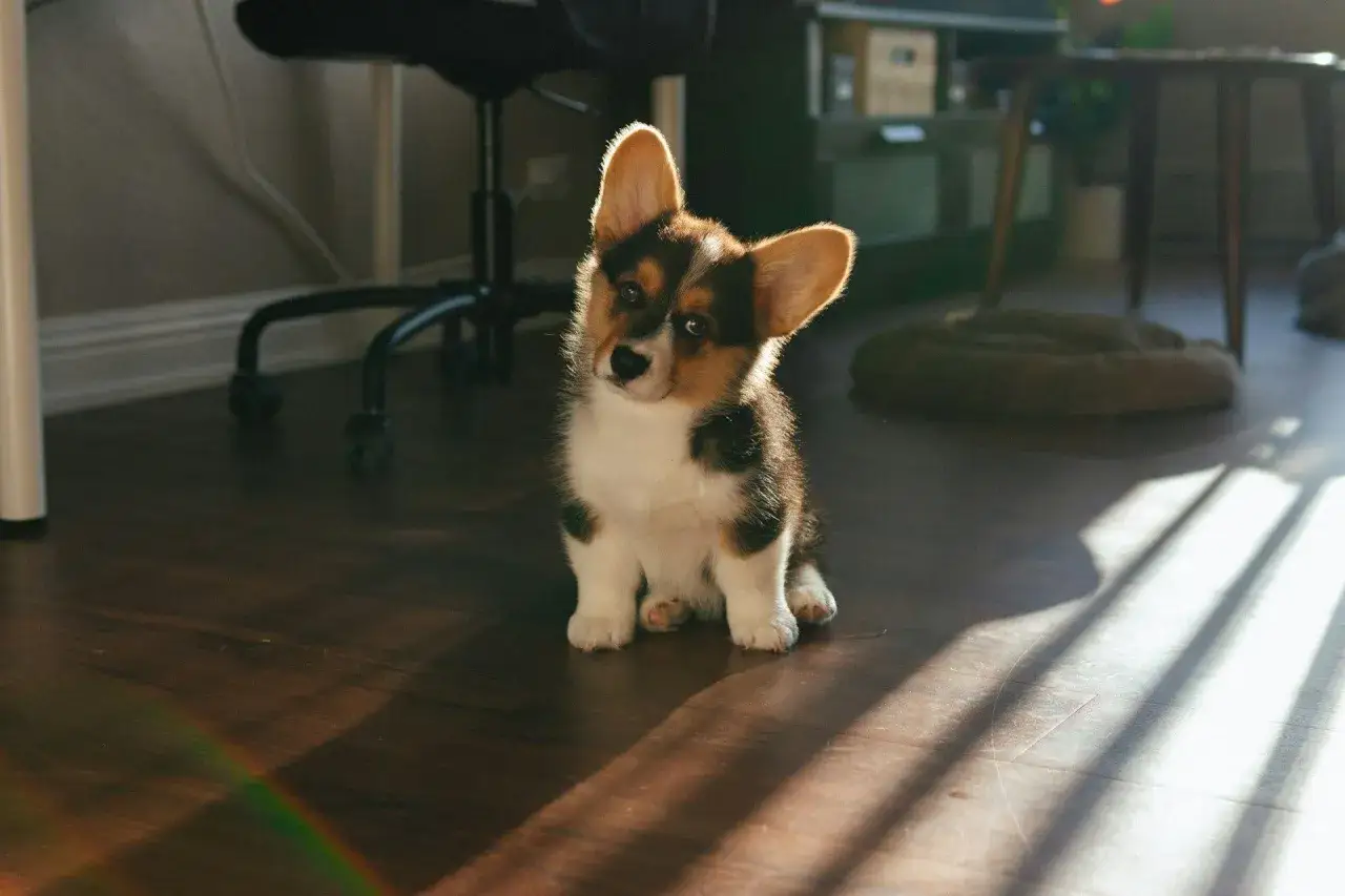 Mały, trójkolorowy corgi siedzi na drewnianej podłodze, gotowy kiedy ze szczeniakiem na spacer.