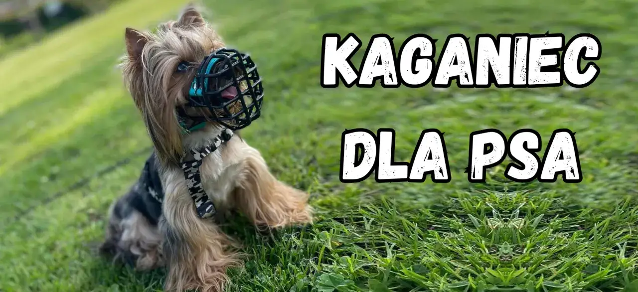 Yorkshire terrier w kagańcu na trawie. Szukasz informacji, jaki kaganiec dla psa będzie najlepszy?