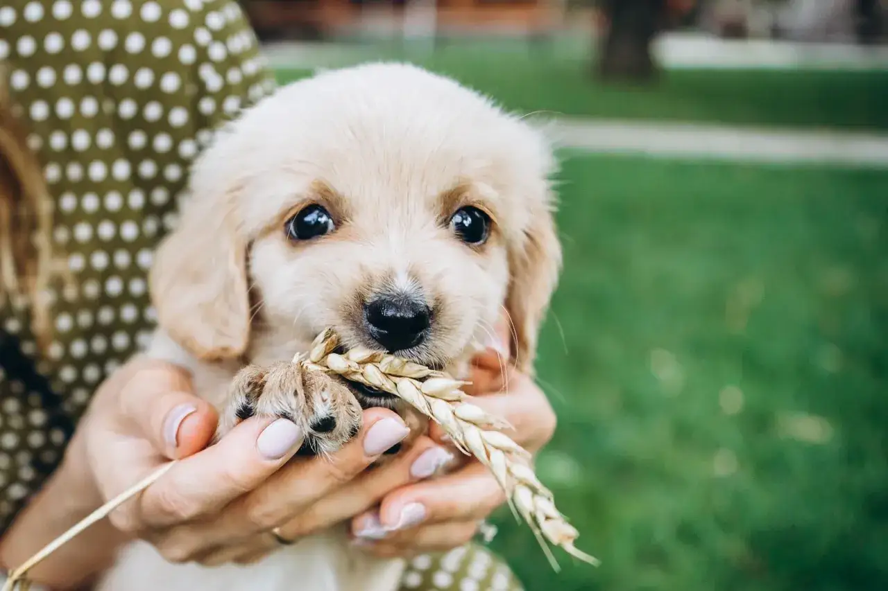 Uroczy szczeniak golden retriever trzyma w pyszczku kłos zboża. Czy to jego pierwsze smaczki dla szczeniaka?