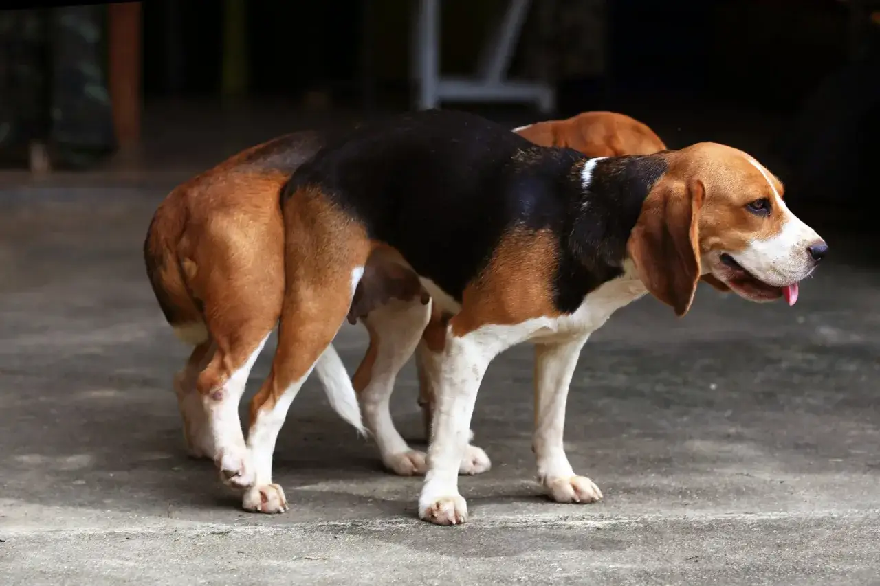 Dwa beagle na betonowej posadzce. Zastanawiasz się, dlaczego psy się szczepi? To dla ich zdrowia i bezpieczeństwa!