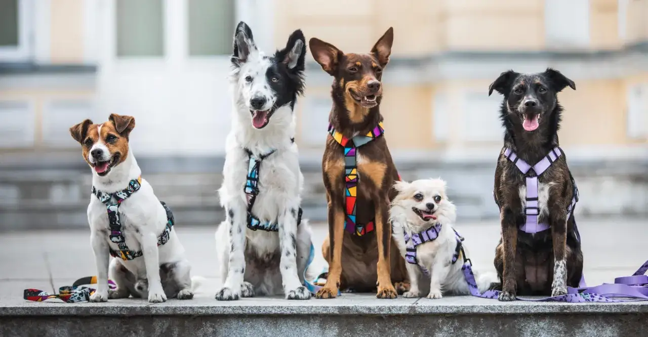 Pięć psów w kolorowych szelkach, od małego Jack Russell do dużego kundelka. Dowiedz się, jak uszyć szelki dla psa, by Twój pupil wyglądał równie stylowo!