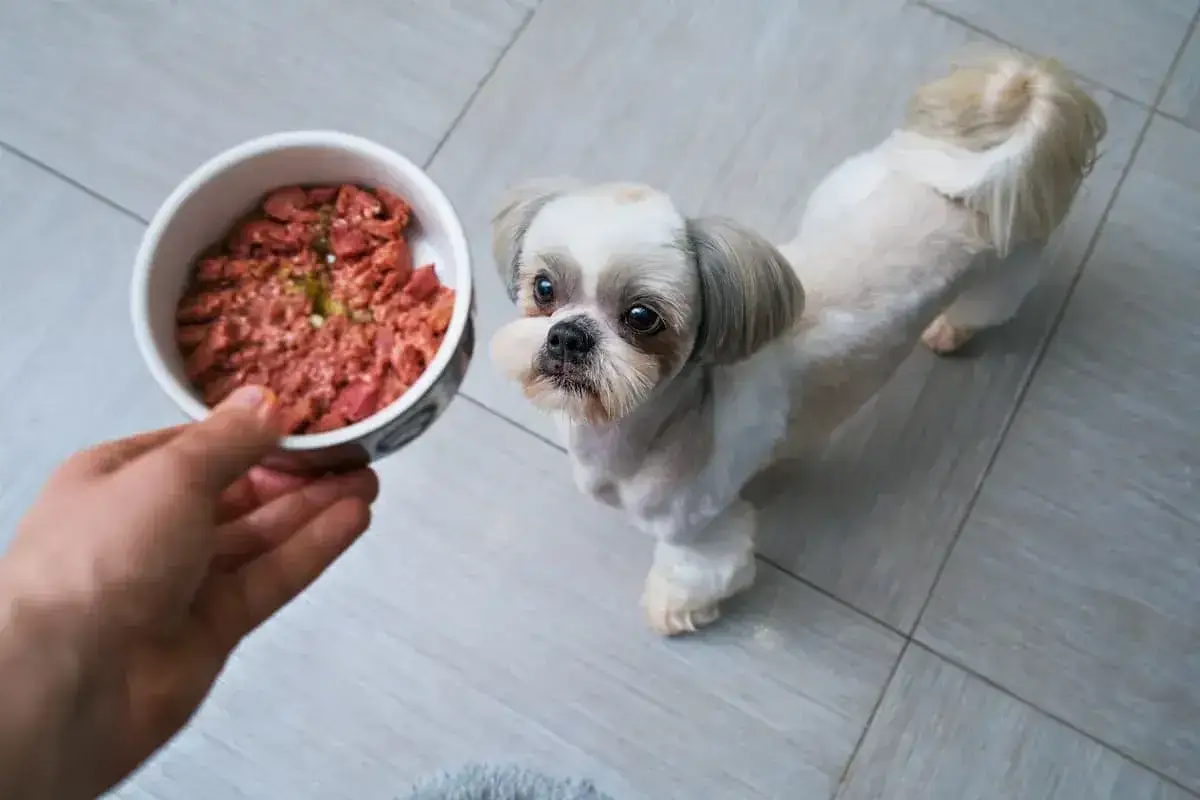 Mały piesek Shih Tzu z zaciekawieniem patrzy na miseczkę z jedzeniem. To pyszny kurczak dla psa, przygotowany specjalnie dla niego.