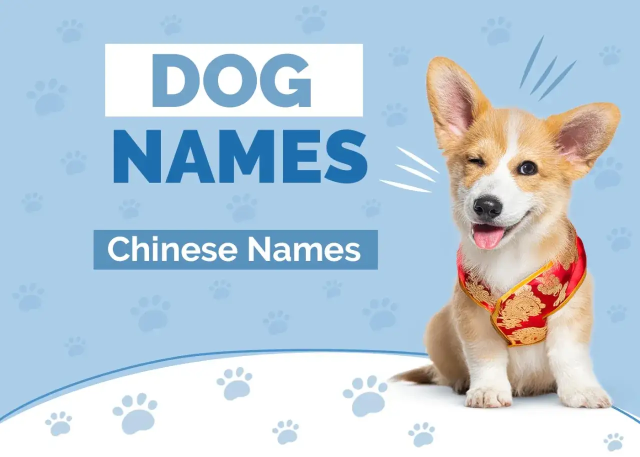 Uroczy szczeniak corgi w chińskiej chustce, idealny do wyboru chińskich imion dla psa.