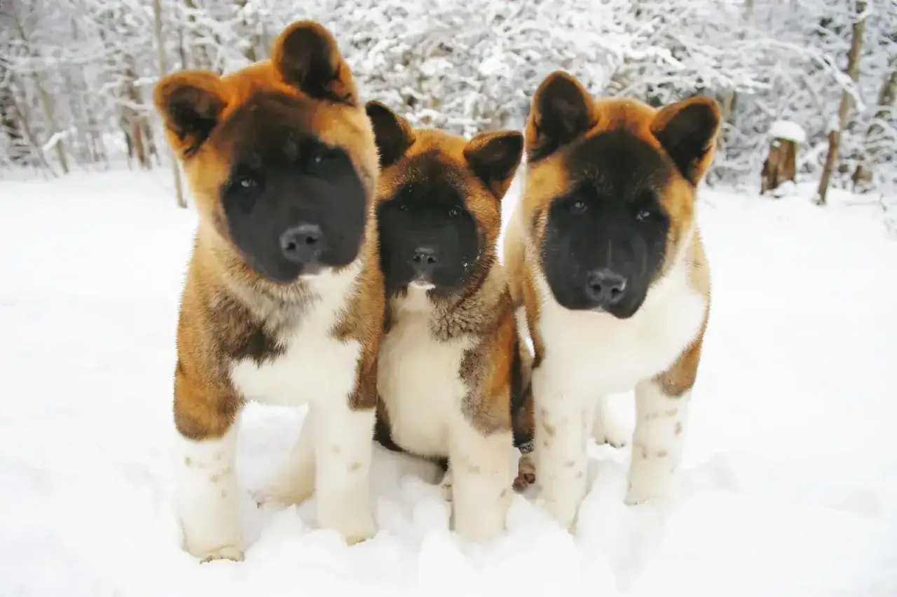 Trzy szczenięta rasy akita inu a vendre ile de france w śniegu.