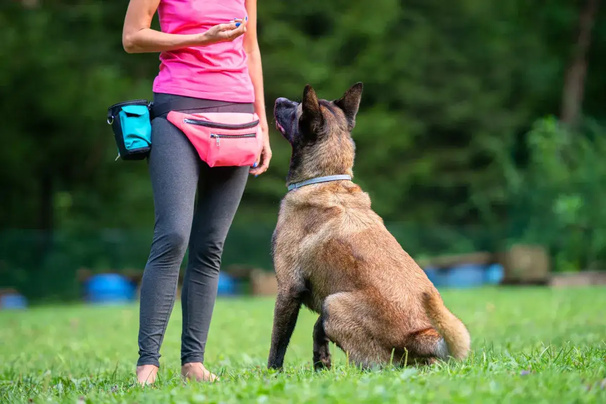 Trening z psem na trawie. Kobieta w r&oacute;żowej kamizelce i torbie na biodrach trzyma smakołyk. Pies siedzi i patrzy na nią, gotowy do nauki. Kliker dla psa jak używać? To proste, kliknij i nagr&oacute;dź!
