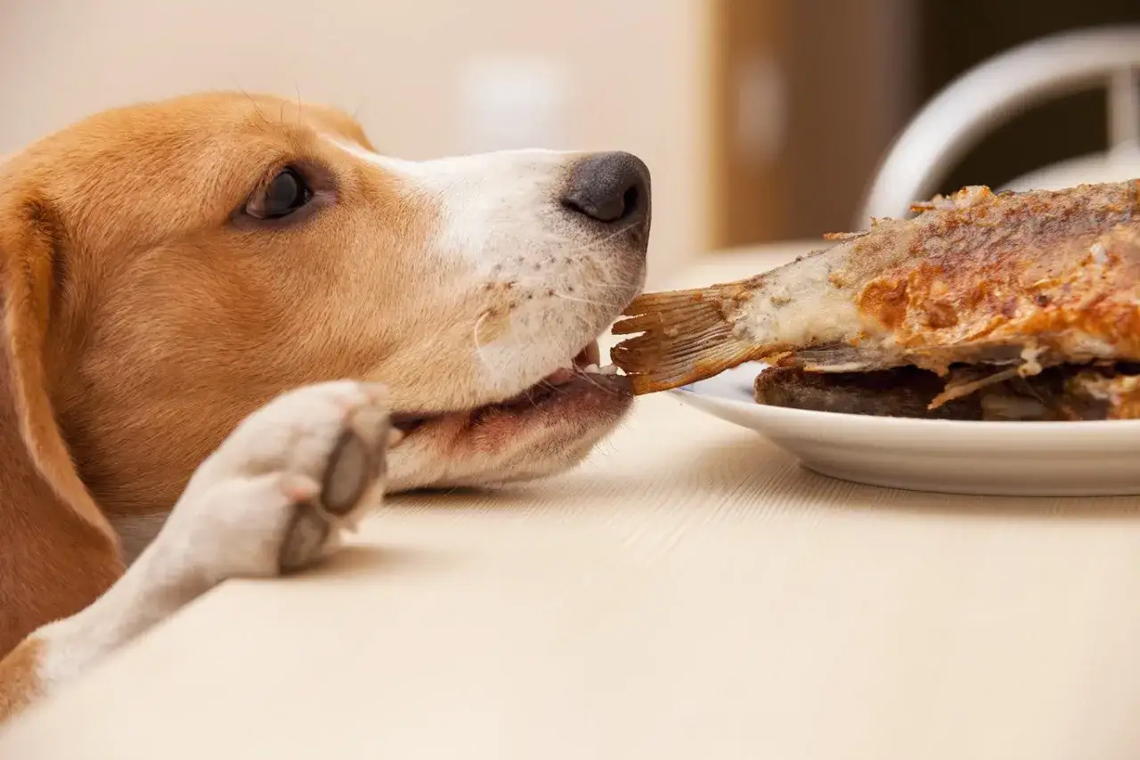 Beagle próbuje zjeść rybę z talerza. Czy psy mogą jeść ryby? To pytanie zadaje sobie wielu właścicieli.