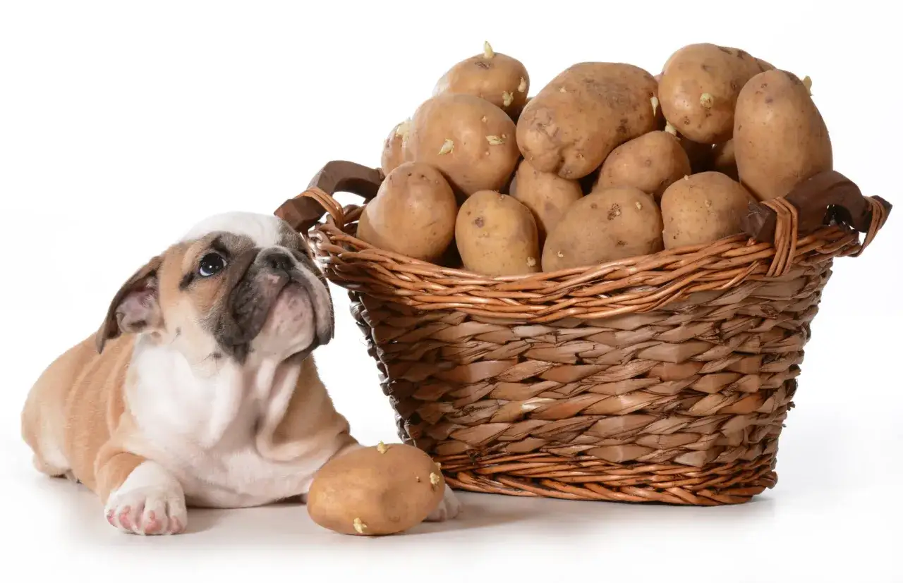 Uroczy buldog francuski leży obok koszyka pełnego ziemniaków, zastanawiając się, czy pies może jeść ziemniaki.