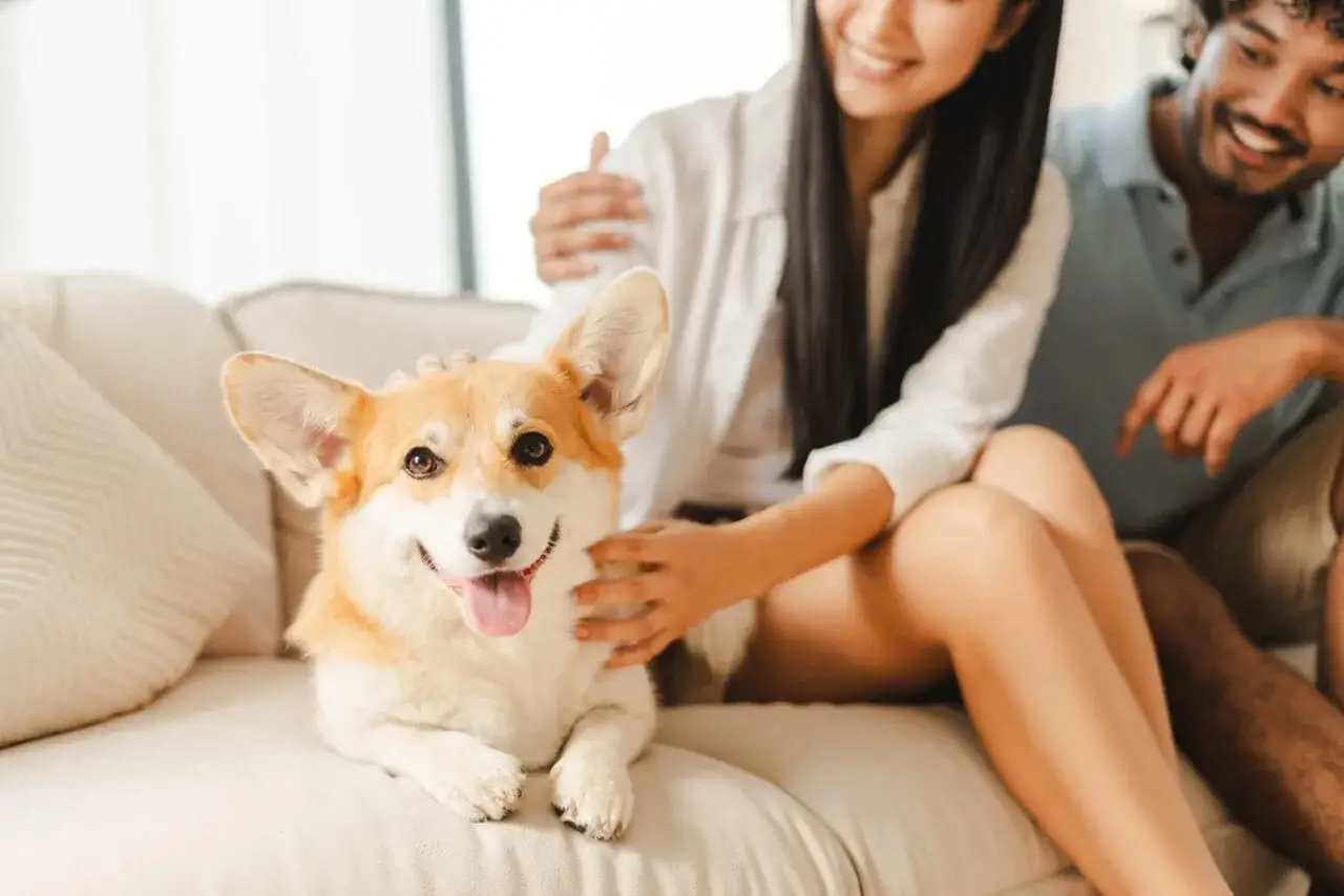 Uśmiechnięty corgi leży na kanapie obok pary. Może to jest jego ulubione miejsce, bo wie, dlaczego pies kładzie się na moim miejscu – bo tu jest najwięcej miłości!