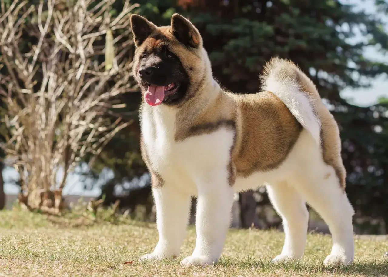 Piękna akita amerykańska na trawie. Zastanawiasz się, ile kosztuje akita? Ten piesek jest gotowy na nowy dom.