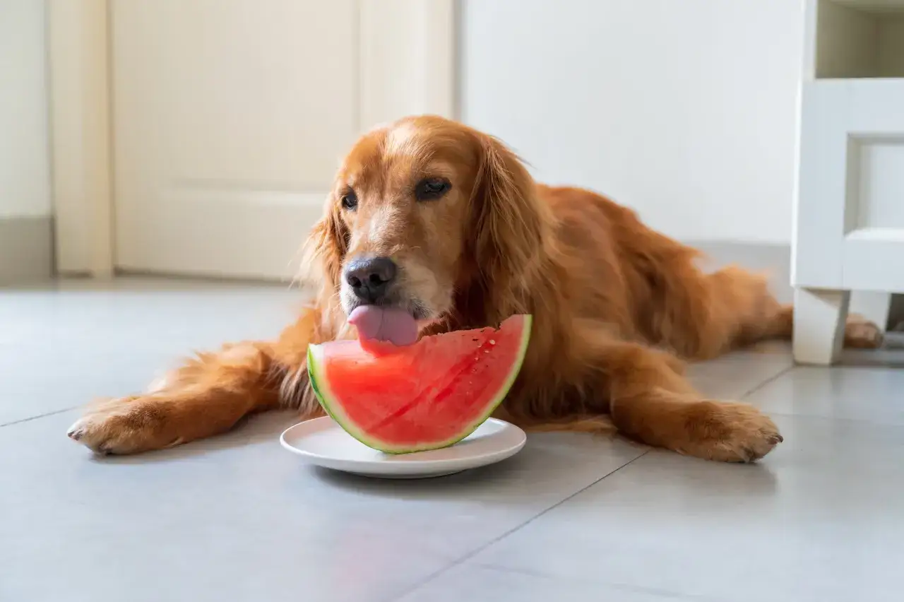 Złocisty retriever z językiem wystawionym na kawałek arbuza na talerzyku. Czy pies może jeść arbuza? Ten słodki psiak zdaje się mówić tak!