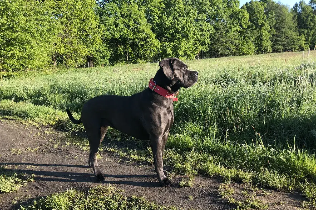 Cane corso z człowiekiem na spacerze w słoneczny dzień. Pies stoi na ścieżce, otoczony zieloną trawą i drzewami.