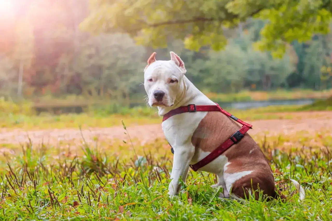 Amstaff w czerwonej uprzęży siedzi na trawie. Wskazówki, jak wytresować amstaffa, pomogą Ci zbudować silną więź z psem.