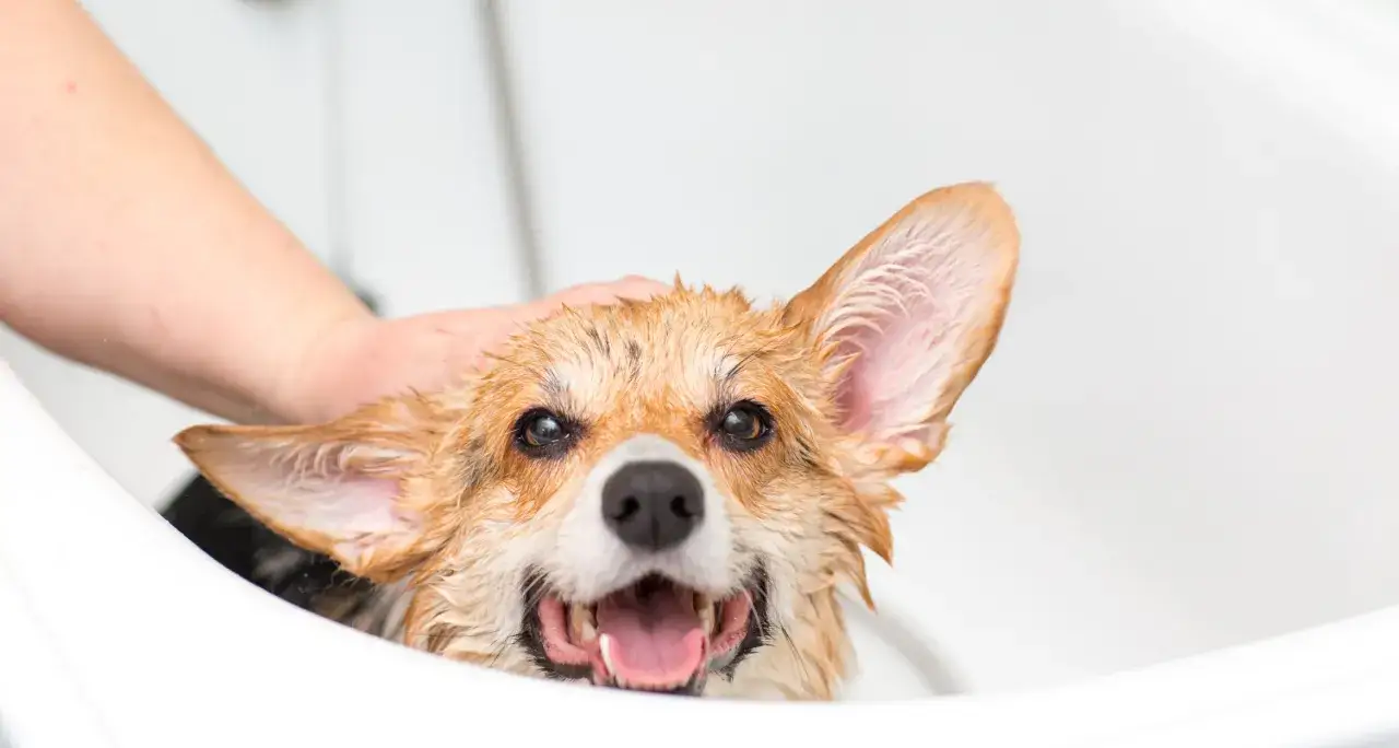 Szukając szamponu dla psa, żeby nie śmierdział, warto wybrać ten, który pozostawi sierść czystą i pachnącą. Mokry corgi w wannie.