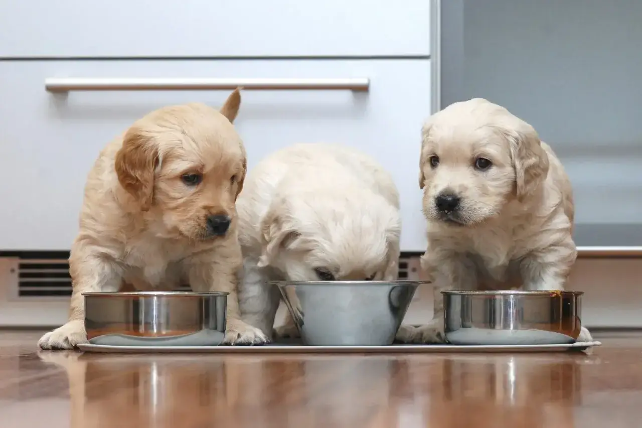 Trzy szczenięta golden retriever jedzą z misek. Ile razy dziennie powinien jeść pies? Szczenięta jedzą często, aby rosnąć.
