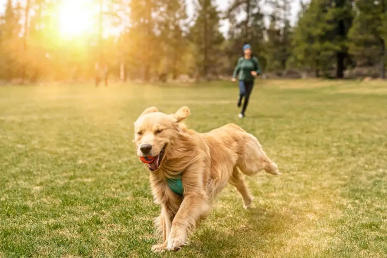 Szczęśliwy golden retriever z piłeczką w pysku biegnie po trawie za swoim panem. Taki spacer to świetna zabawa!