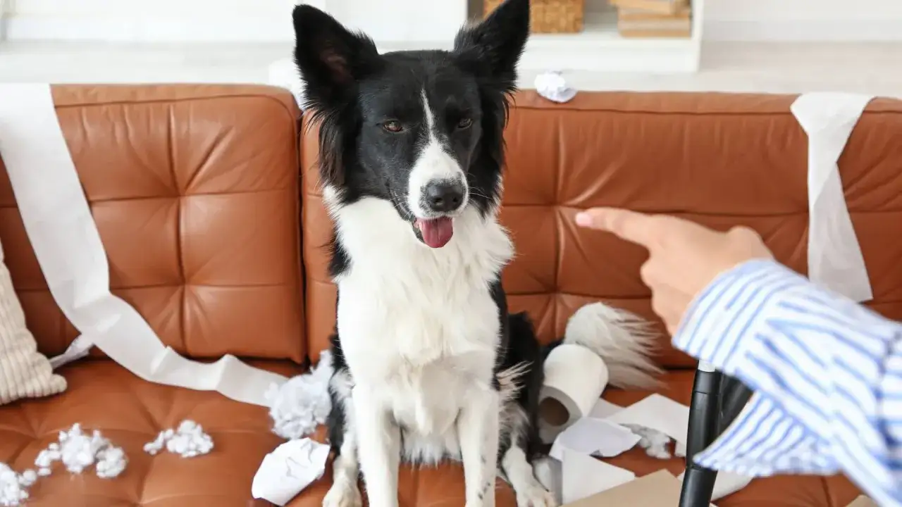 Pies pobudzony wieczorem, siedzi na kanapie wśród porozrzucanego papieru toaletowego. Właściciel wskazuje palcem na winowajcę.