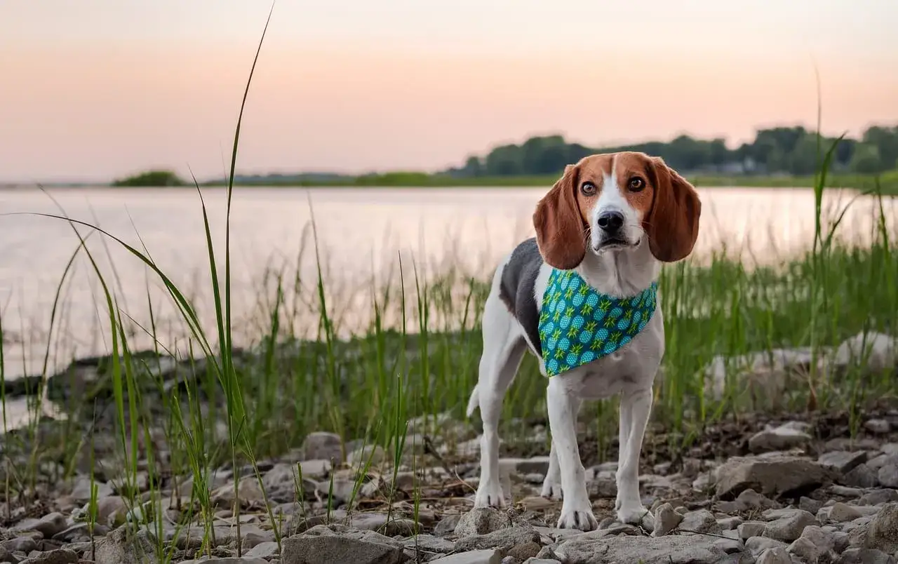 Uroczy beagle w chustce z ananasami pozuje nad jeziorem. Nie jest to golden retriever.
