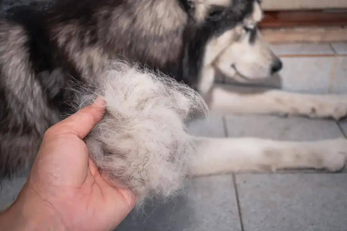 Gęsta kępka sierści w dłoni, dowód na to, kiedy szczeniak zmienia sierść. Pies rasy husky leży w tle.