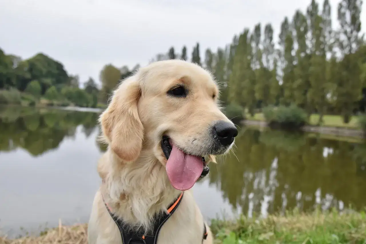 Szczęśliwy golden retriever nad jeziorem. Jak dbać o takiego przyjaciela? Regularne spacery i dużo miłości to podstawa.