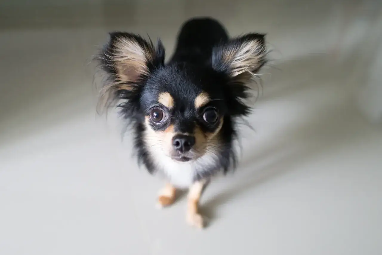 Uroczy chihuahua z wielkimi uszami, idealny kandydat na imię dla chihuahua.
