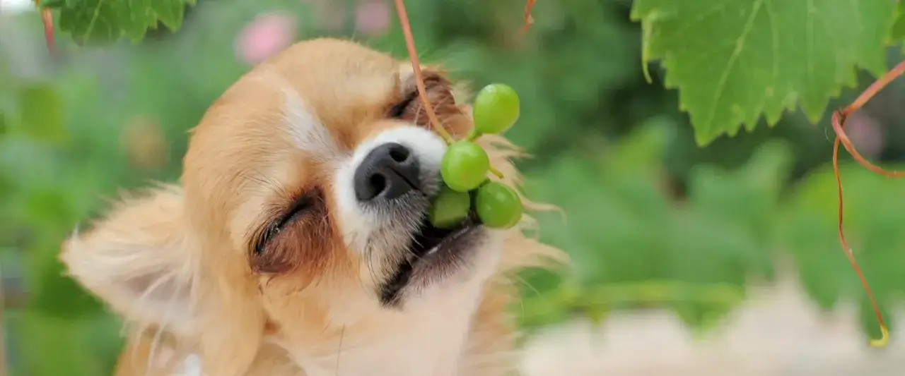 Chihuahua z winogronami w pyszczku. Czy pies może jeść winogrona? To pytanie zadaje sobie wielu właścicieli czworonogów.