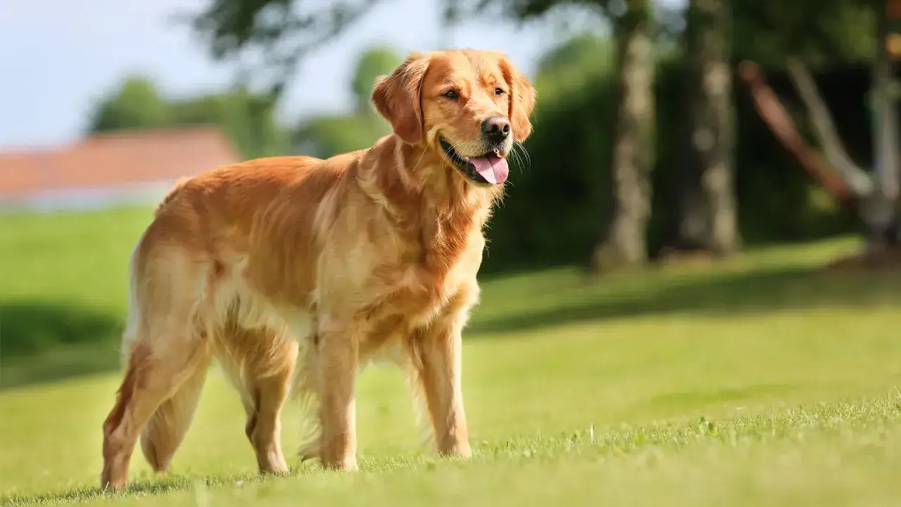 Złocisty golden retriever na trawie, idealny do dyskusji o tym, ile powinien ważyć golden retriever.