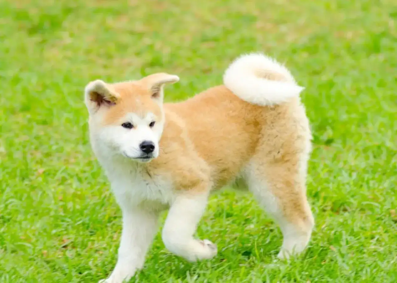 Szczenię rasy Akita Inu na zielonej trawie. Zastanawiasz się, ile żyje akita? Średnio 10-15 lat, przy dobrej opiece.