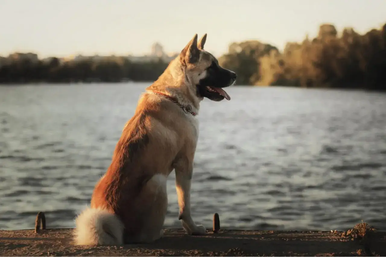 Akita amerykańska, siedząca nad wodą, wygląda na spokojną. Ile żyje taki pies?