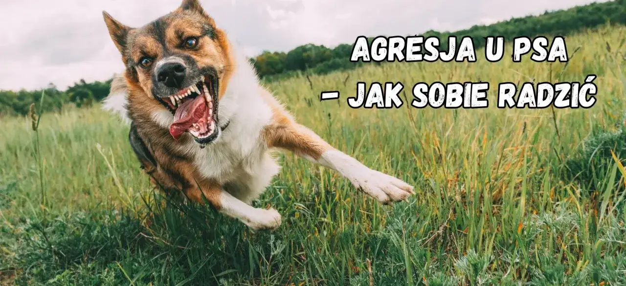 Agresja lękowa u psa. Wściekły pies w skoku, z otwartym pyskiem i kłami, w trawie. Jak sobie radzić z takim zachowaniem?