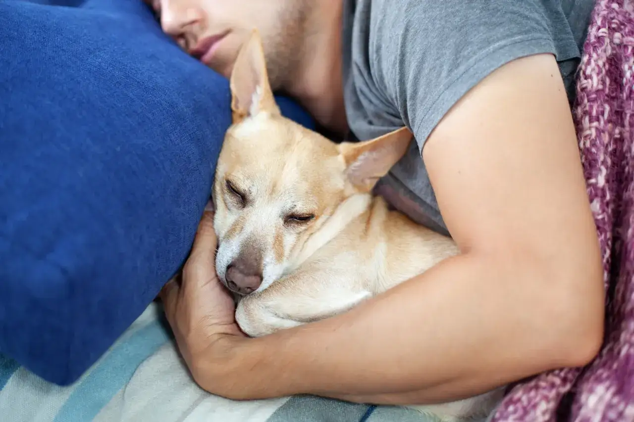 Chihuahua śpi wtulony w rękę człowieka. Nawet w chorobie sieroczej u psa, miłość i bliskość dają poczucie bezpieczeństwa.