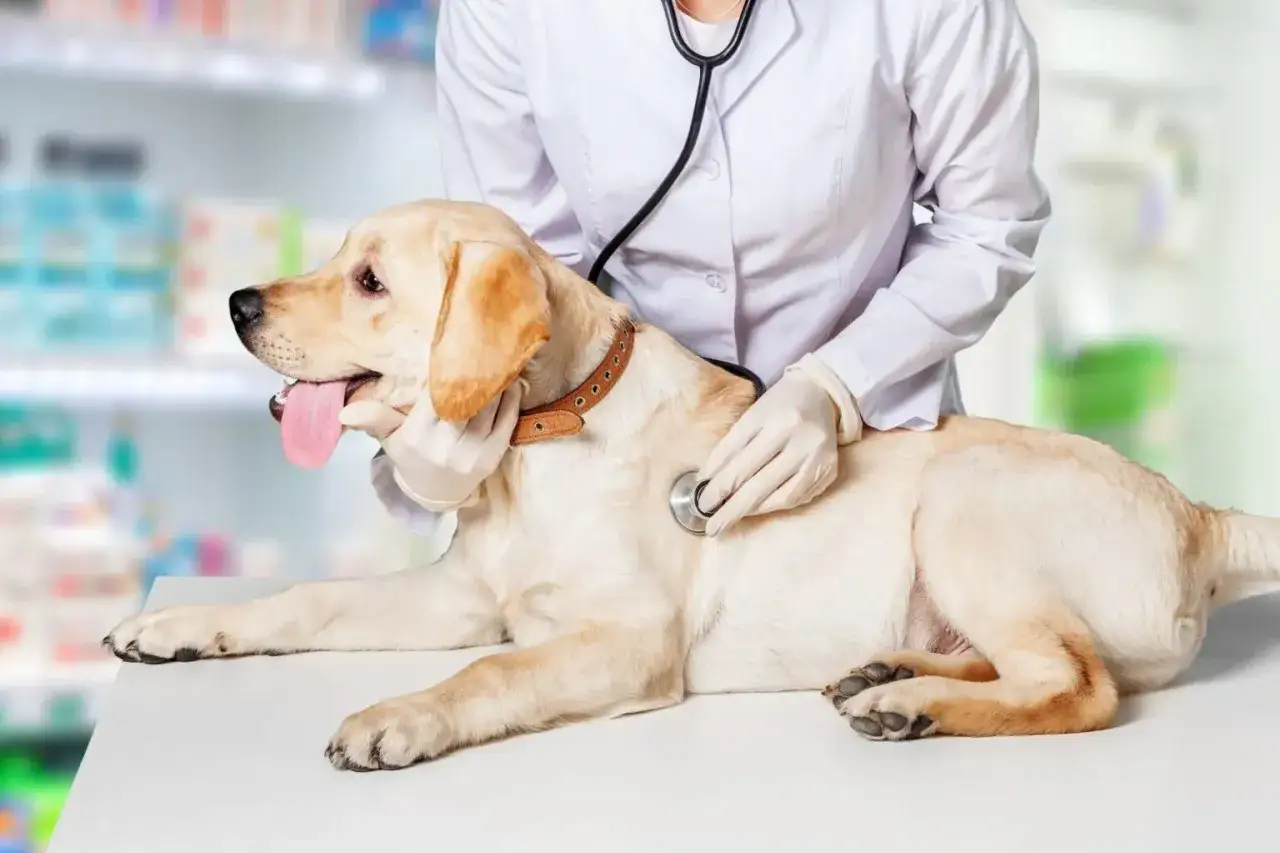 Weterynarz bada labradora. Czy to zapalenie pęcherza u szczeniaka objawy?