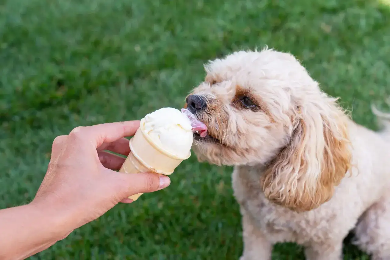 Pies zlizuje lody z wafelka na trawie. Szukasz gdzie kupić lody dla psa?