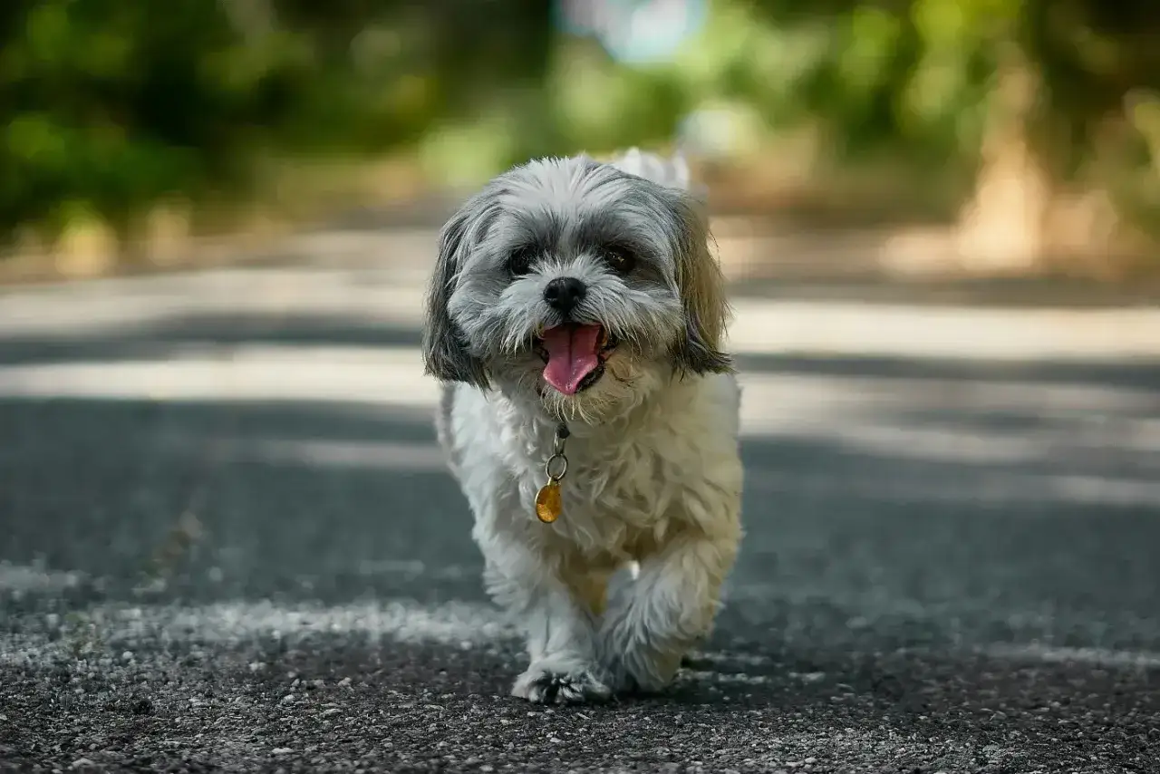 Szczeniak Shih Tzu z językiem na wierzchu idzie po ścieżce. Wskazówki, jak wychować szczeniaka Shih Tzu.
