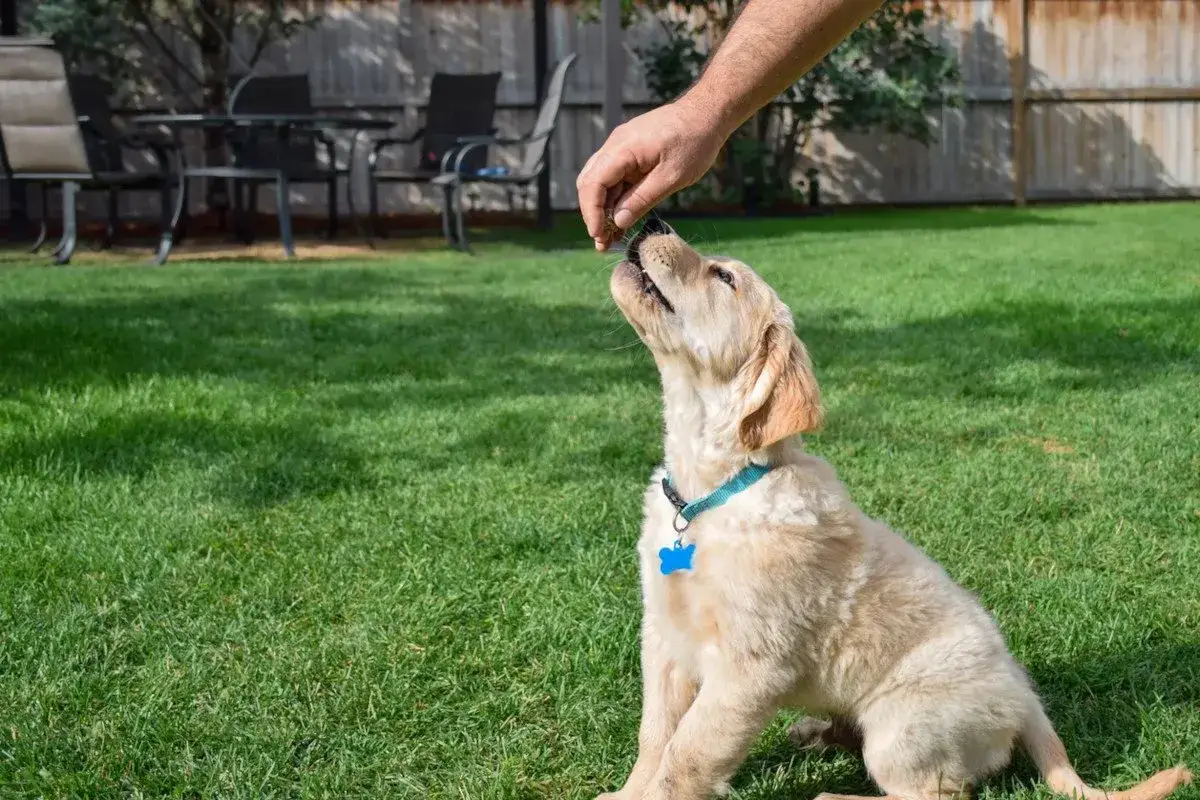 Uroczy szczeniak golden retriever czeka na smaczki dla szczeniaka, które podaje mu ręka właściciela na trawniku.