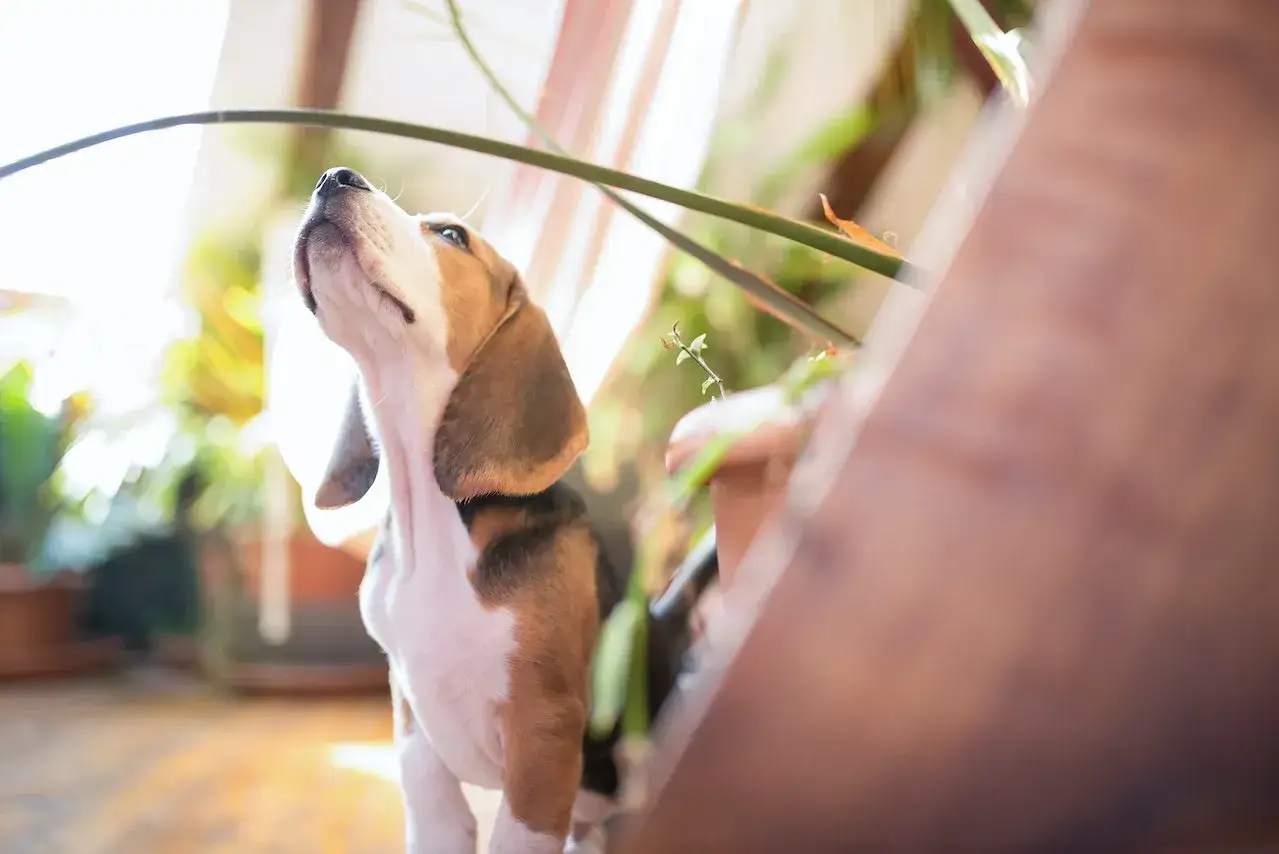 Mały beagle z zaciekawieniem patrzy w górę, jakby uczył się, jak wytresować beagle. W tle rośliny i światło.